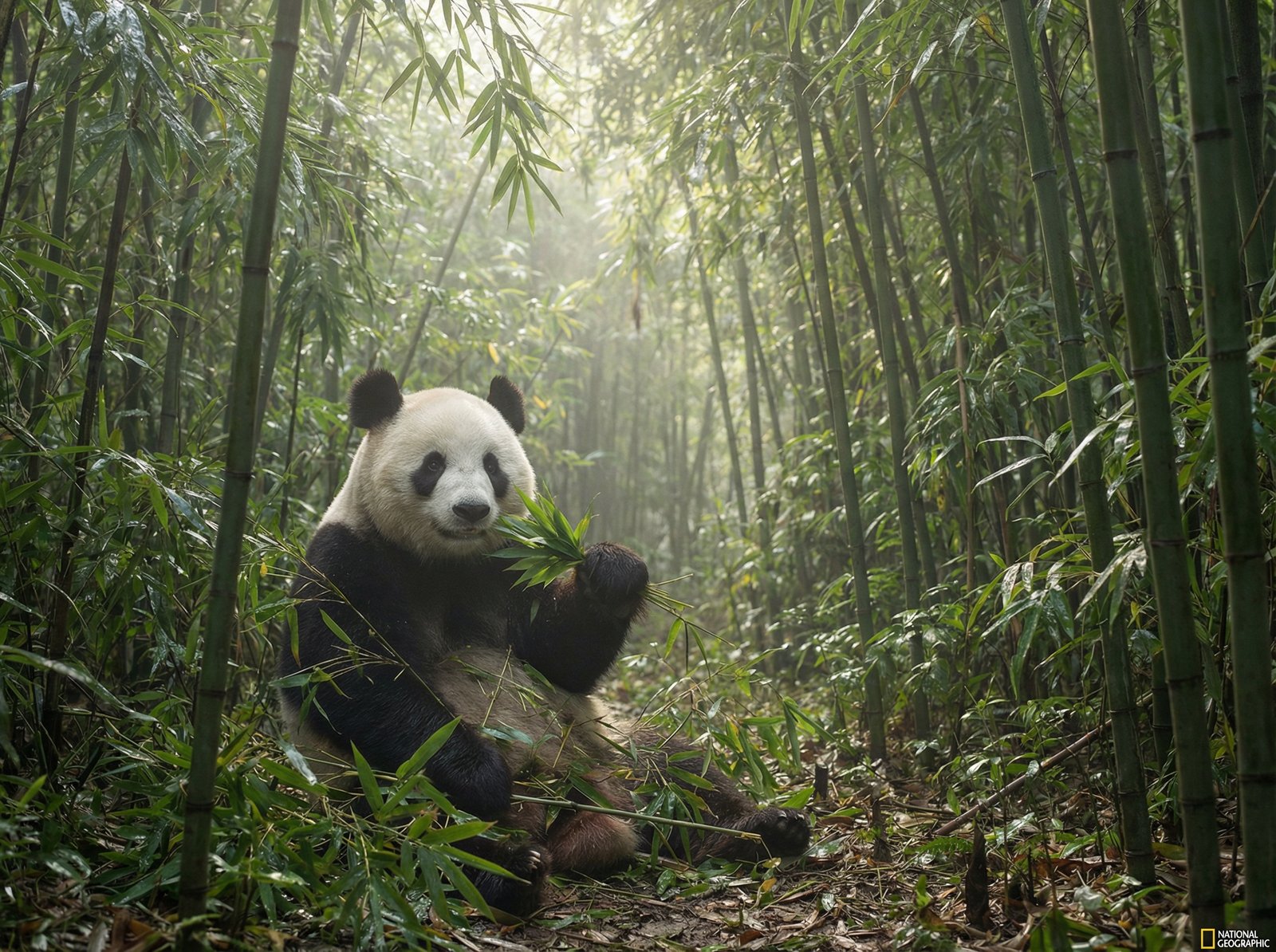 抖阴熊猫与北极熊视频